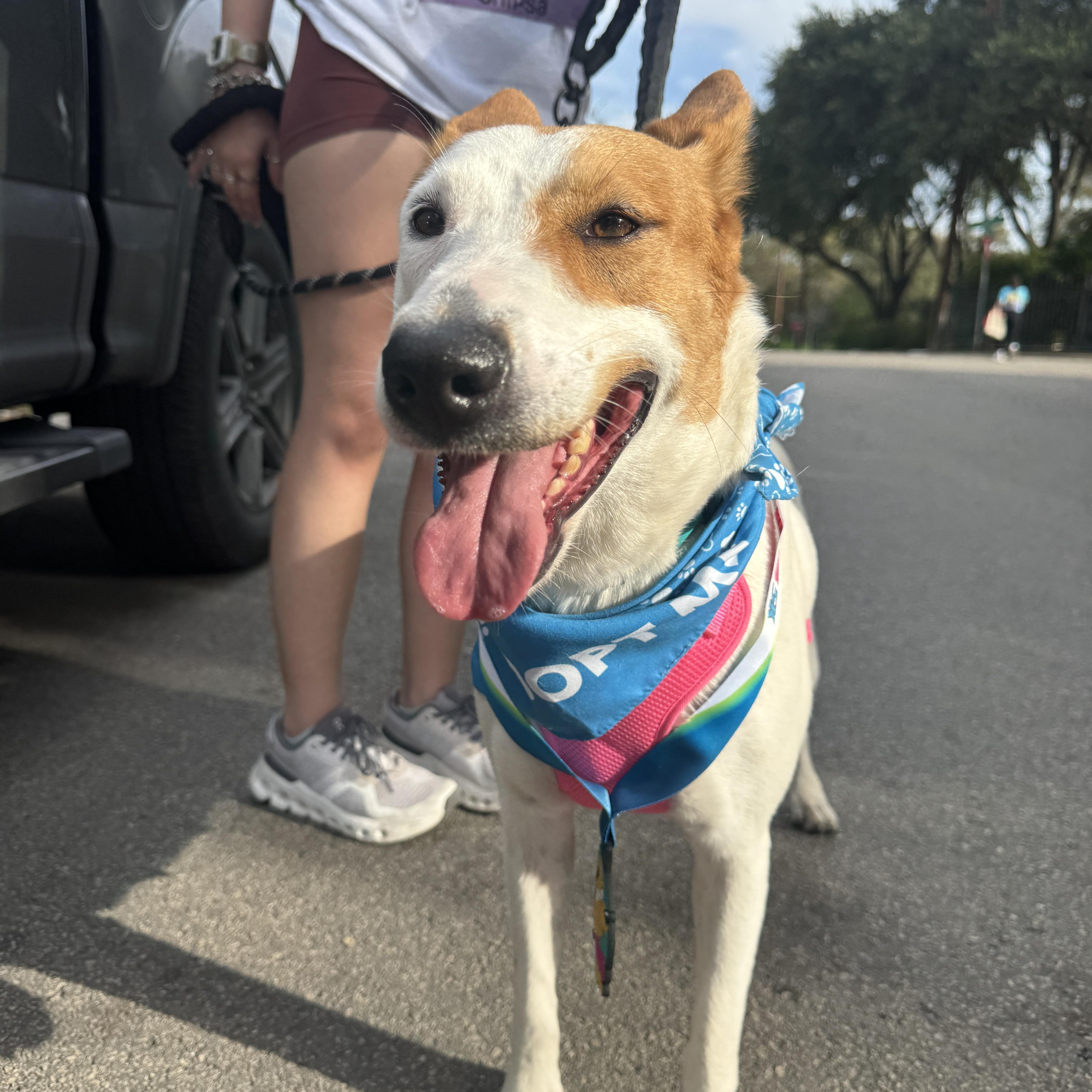 Foxy, Adoptable, Adult Female Shepherd & Hound.