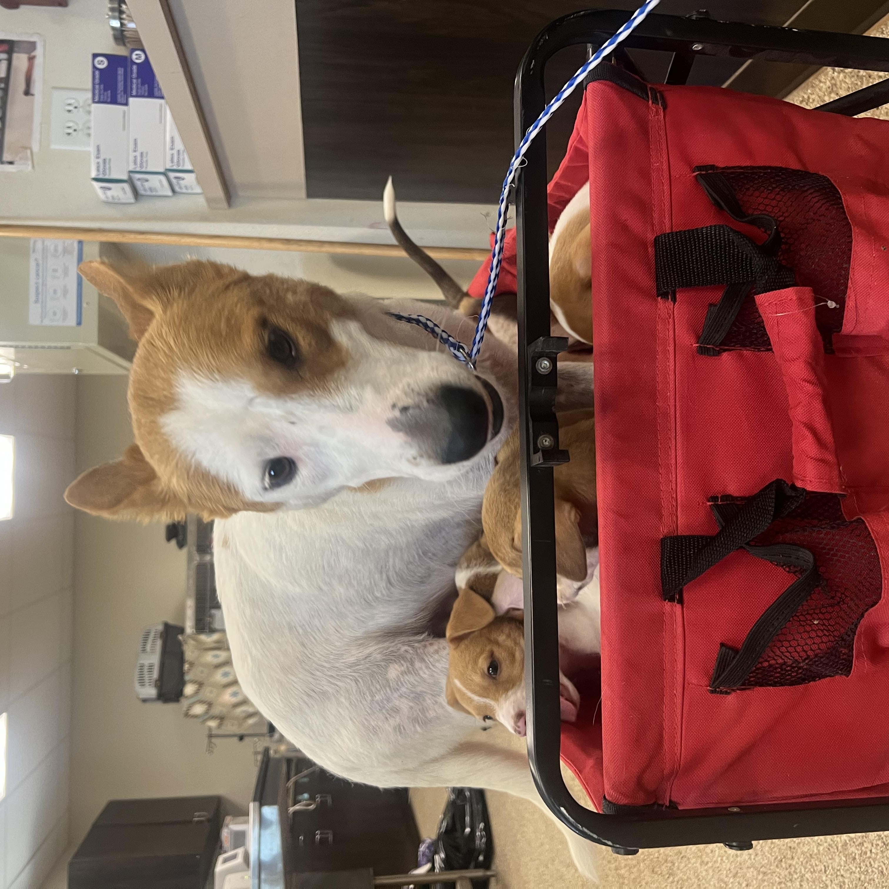 Foxy, a ADOPTABLE mixed breed in San Antonio, TX image 3/4