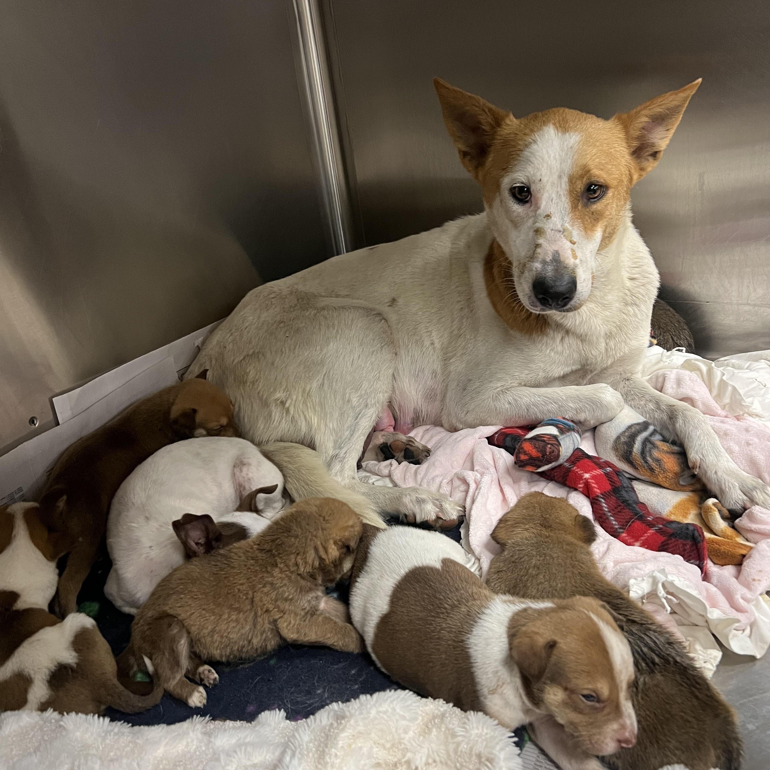 Foxy, a ADOPTABLE mixed breed in San Antonio, TX image 1/4