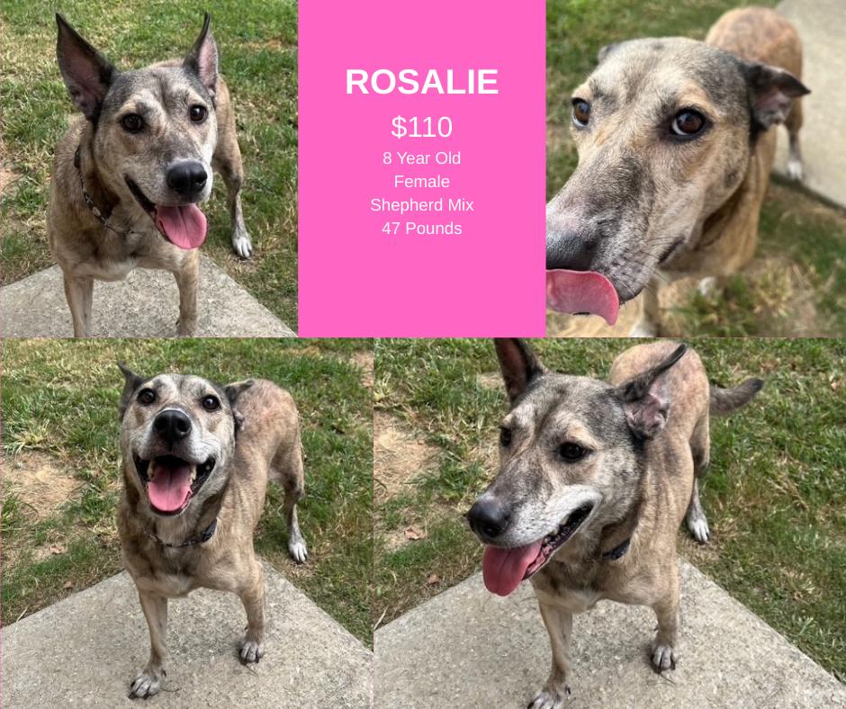 Rosalie, Adoptable, Senior Female Shepherd.