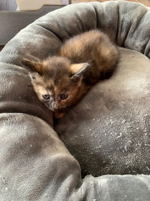 Enlarge sissy, a Adoptable Tortoiseshell in Hearne, TX image 3/6