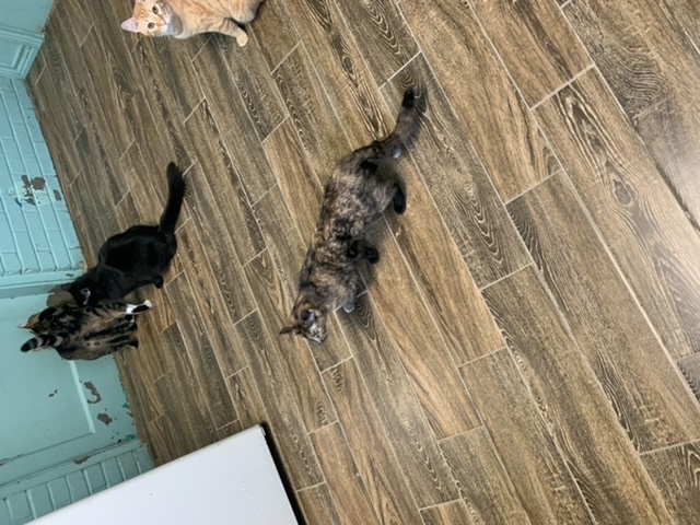 Enlarge sissy, a Adoptable Tortoiseshell in Hearne, TX image 5/6