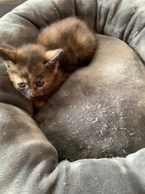 Enlarge sissy, a Adoptable Tortoiseshell in Hearne, TX image 6/6