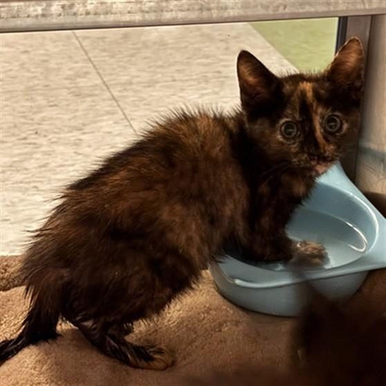 Liberty A211336, Baby Female Tortoiseshell