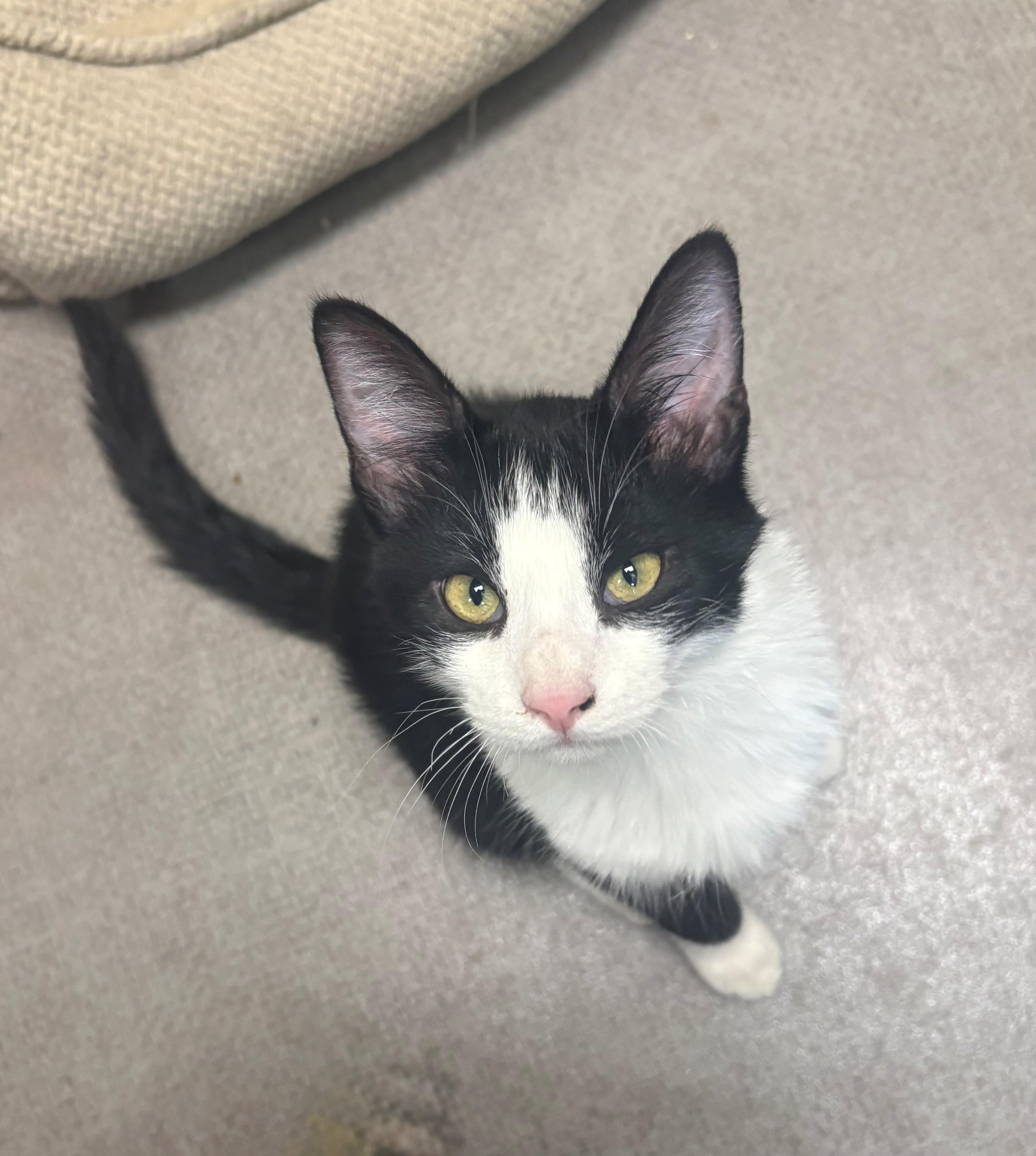 Maverick, Adopted, Young Male Domestic Short Hair.