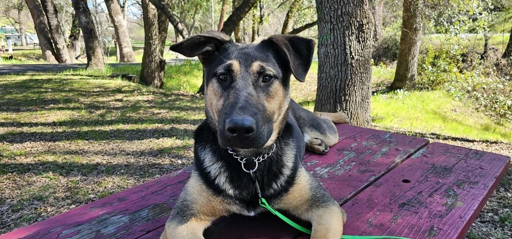 Enlarge Harper, a Adoptable mixed breed in Fulton, CA image 2/6