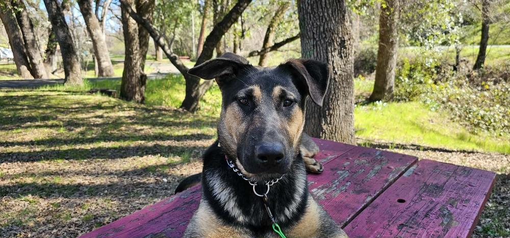Enlarge Harper, a Adoptable mixed breed in Fulton, CA image 5/6