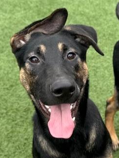 Enlarge Harper, a Adoptable mixed breed in Fulton, CA image 6/6