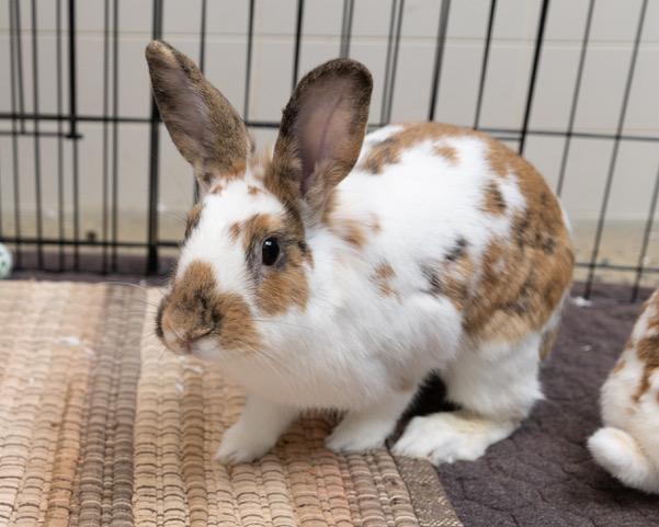 J.CREW, Adoptable, Young Female Bunny Rabbit.