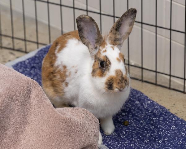 Enlarge J.CREW, a Adoptable Bunny Rabbit in Leesburg, VA image 1/1