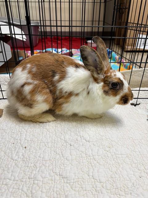 Enlarge J.CREW, a Adoptable Bunny Rabbit in Leesburg, VA image 1/1