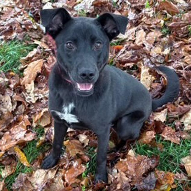 Michael, Adoptable, Young Male Black Labrador Retriever.