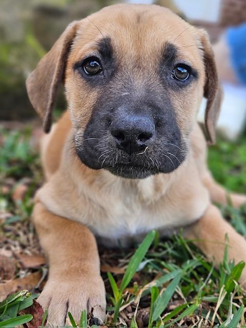 Cooper, an adopted mixed breed in Hartford, CT image 4/4