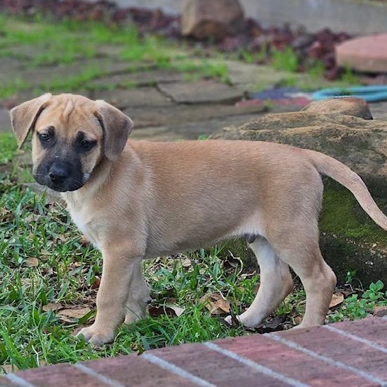 Cooper, adopted, Puppy Male German Shepherd Dog & Mixed Breed.