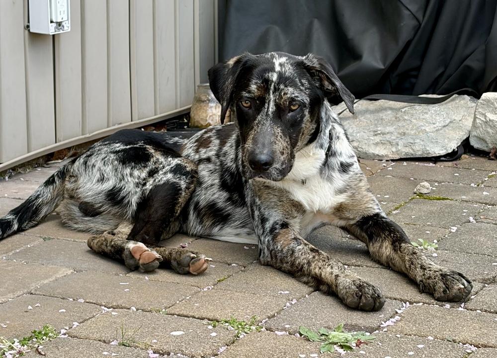 Wells, Adoptable, Young Male Catahoula Leopard Dog & Labrador Retriever.