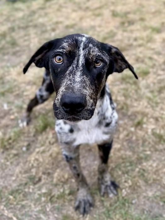 Enlarge Wells, a Adoptable mixed breed in Greenlawn, NY image 2/6