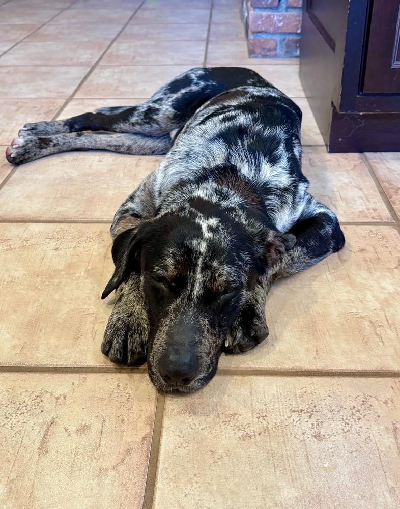 Enlarge Wells, a Adoptable mixed breed in Greenlawn, NY image 3/6