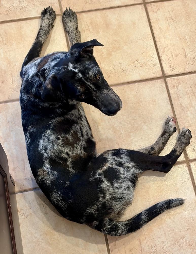 Enlarge Wells, a Adoptable mixed breed in Greenlawn, NY image 4/6