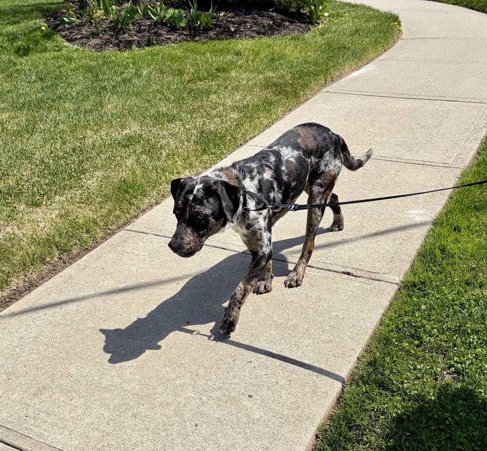 Enlarge Wells, a Adoptable mixed breed in Greenlawn, NY image 6/6