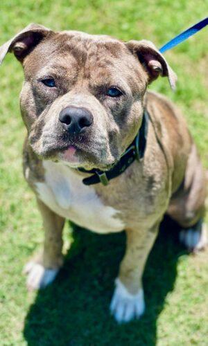 Ac-4921 "Bacon", adopted, Young Male American Bully.
