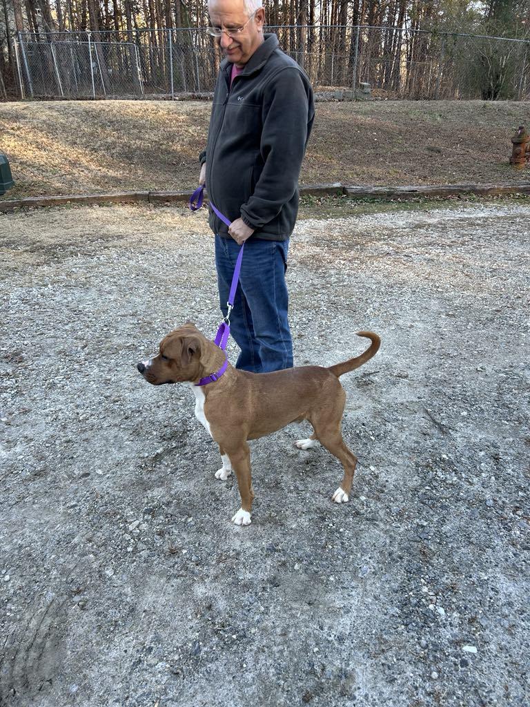 Marty, Adoptable, Adult Male Mixed Breed.