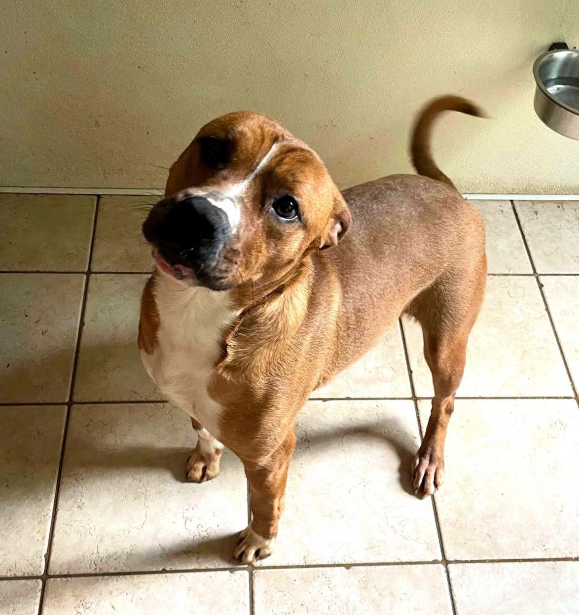 Enlarge Marty, a Adoptable Mixed Breed in Shelburne, VT image 2/3