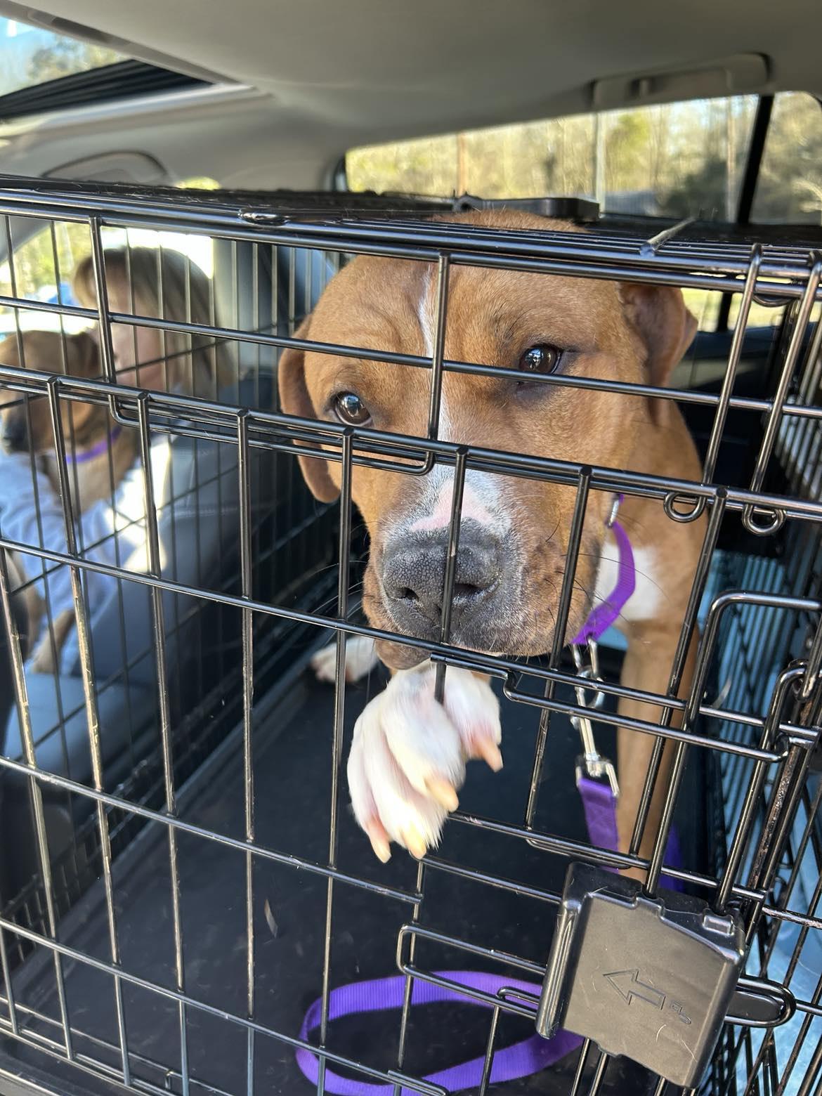 Enlarge Marty, a Adoptable Mixed Breed in Shelburne, VT image 3/3