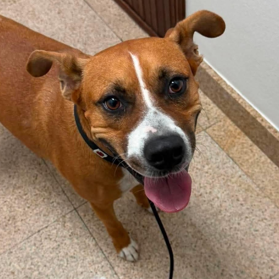 Axel, ADOPTABLE, Young Male Basenji.