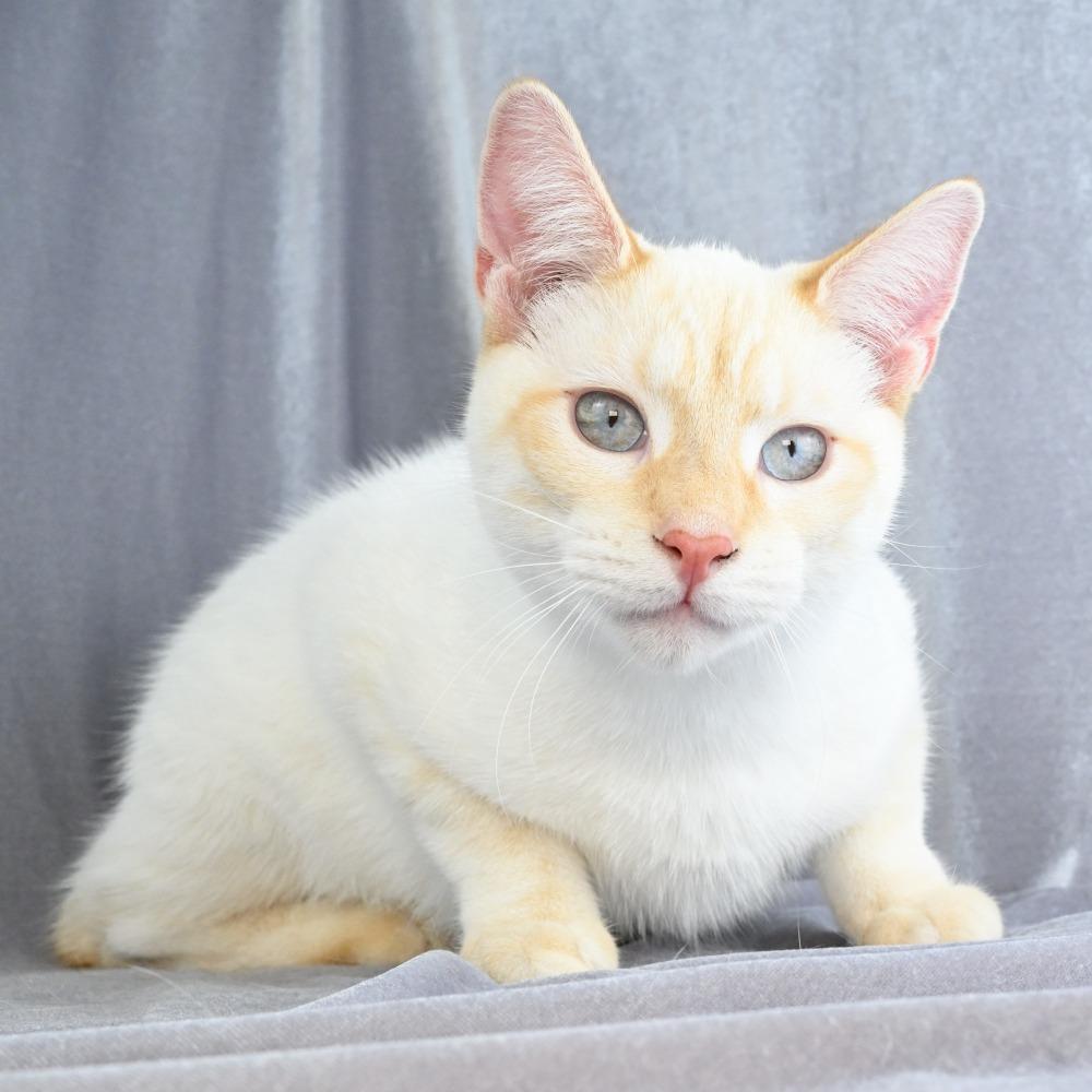 Enlarge Lucky, a Adoptable Domestic Short Hair in Mobile, AL image 1/6