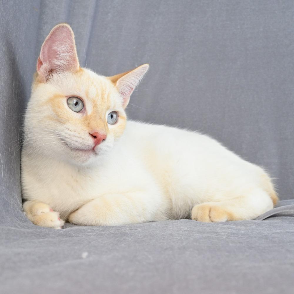 Enlarge Lucky, a Adoptable Domestic Short Hair in Mobile, AL image 2/6