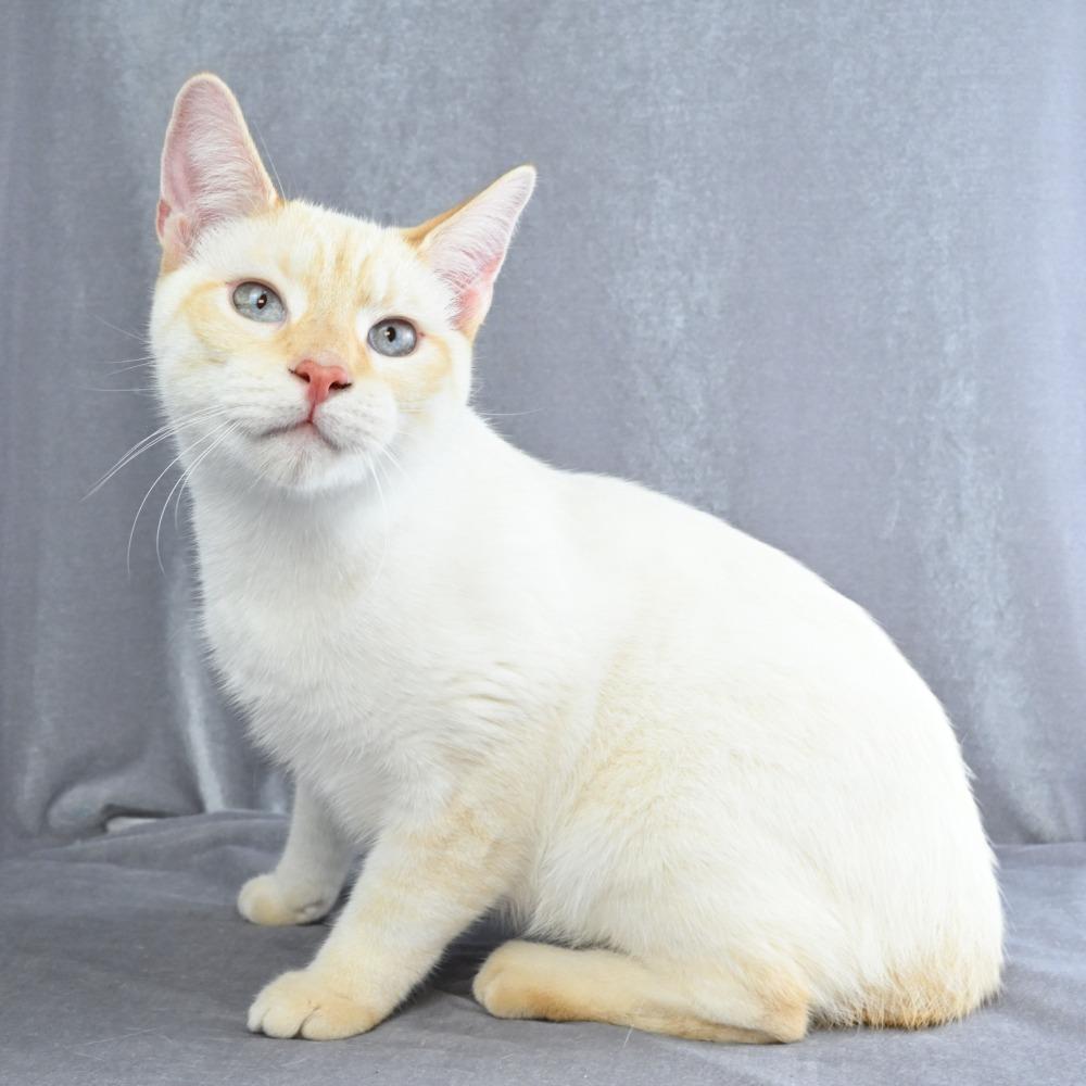 Enlarge Lucky, a Adoptable Domestic Short Hair in Mobile, AL image 3/6