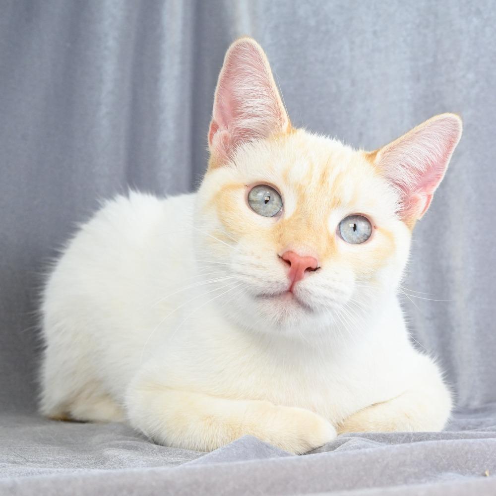 Enlarge Lucky, a Adoptable Domestic Short Hair in Mobile, AL image 4/6