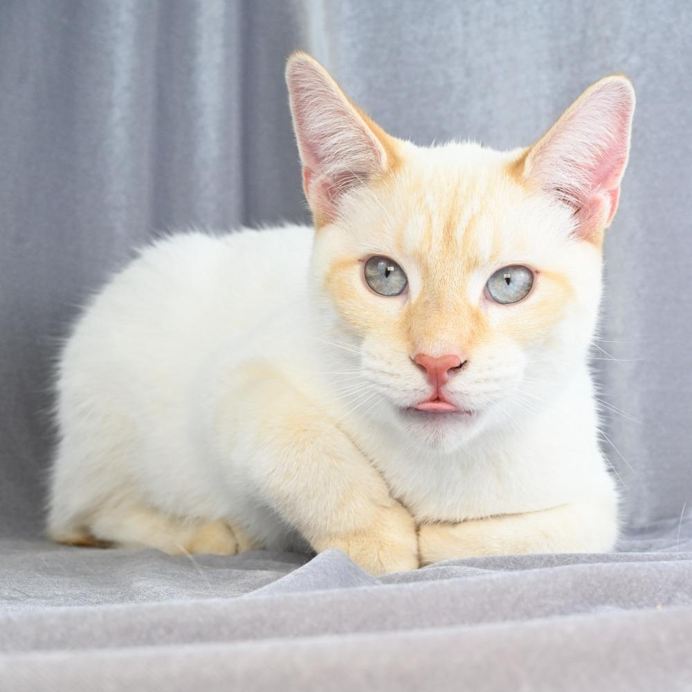 Enlarge Lucky, a Adoptable Domestic Short Hair in Mobile, AL image 5/6