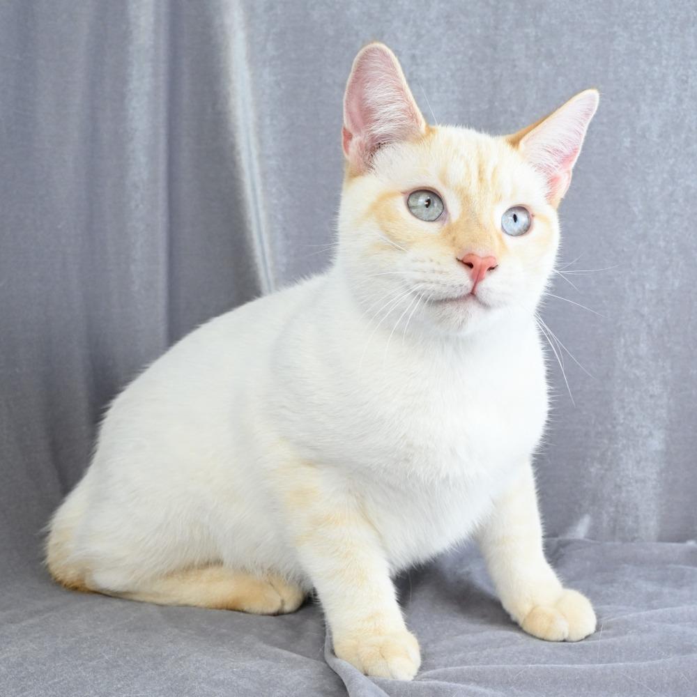 Enlarge Lucky, a Adoptable Domestic Short Hair in Mobile, AL image 6/6