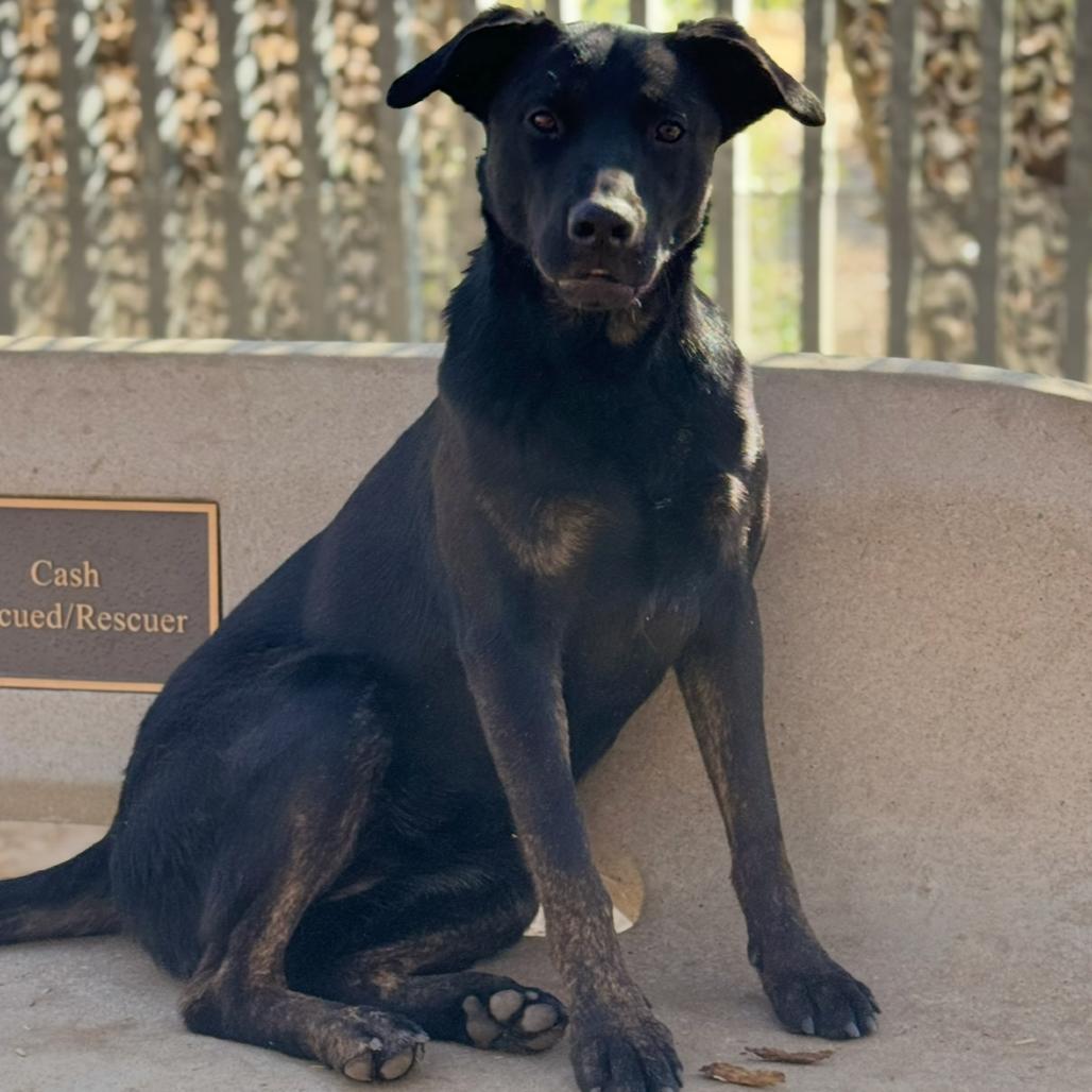 Willa, Adoptable, Adult Female Mixed Breed & Mixed Breed.