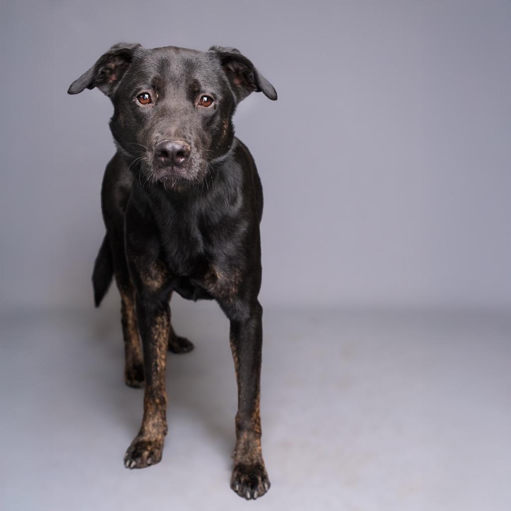 Enlarge Willa, a Adoptable mixed breed in Palm Springs, CA image 2/2