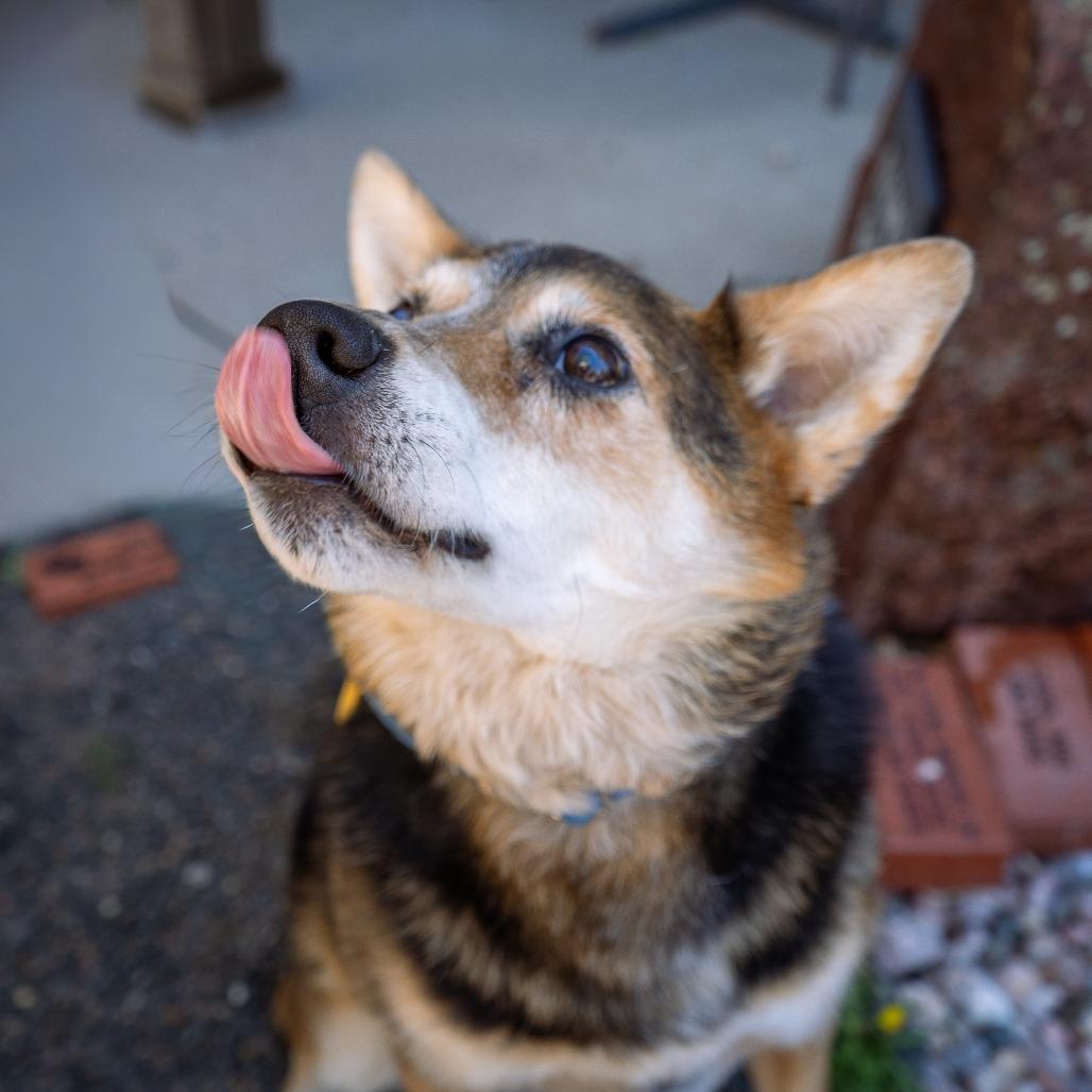 Tebow, a Adoptable mixed breed in Cheyenne, WY image 1/6