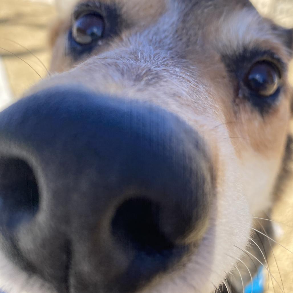 Tebow, a Adoptable mixed breed in Cheyenne, WY image 2/6