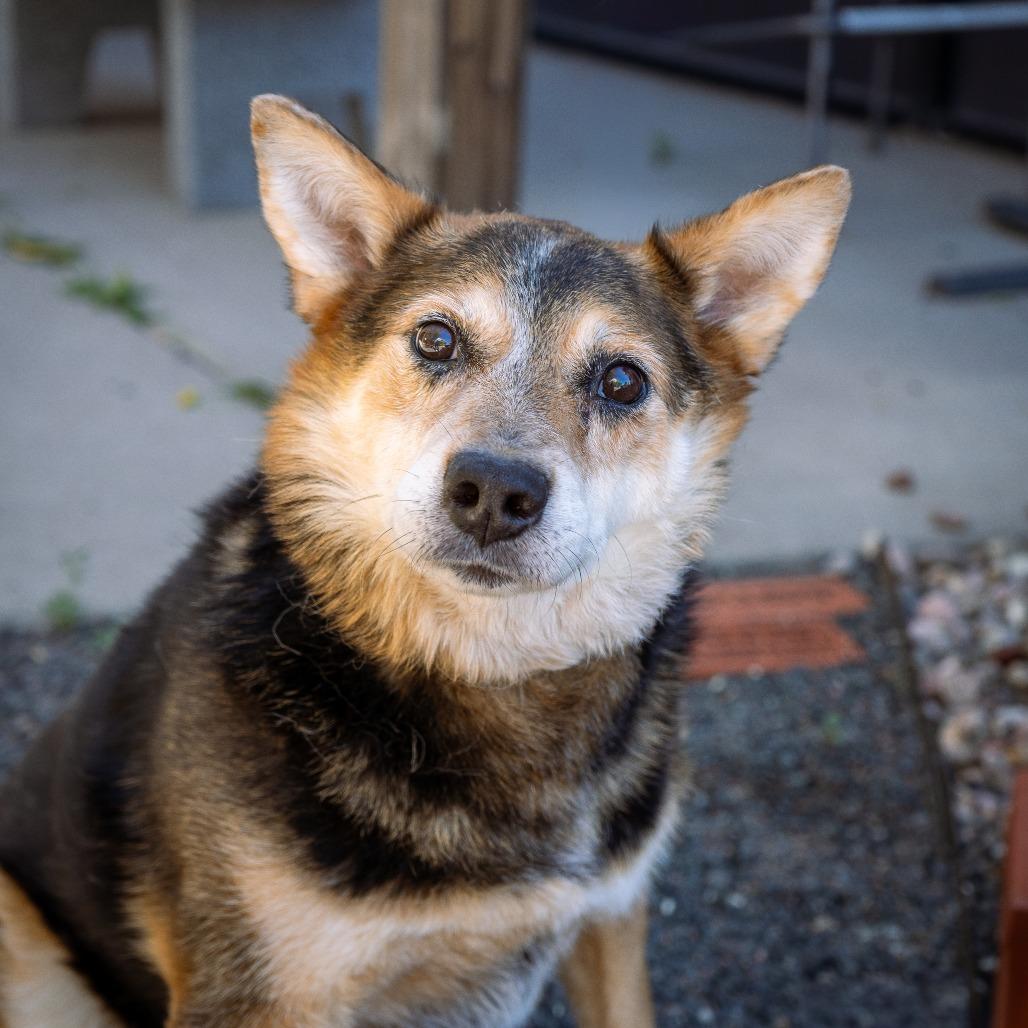 Tebow, a Adoptable mixed breed in Cheyenne, WY image 3/6