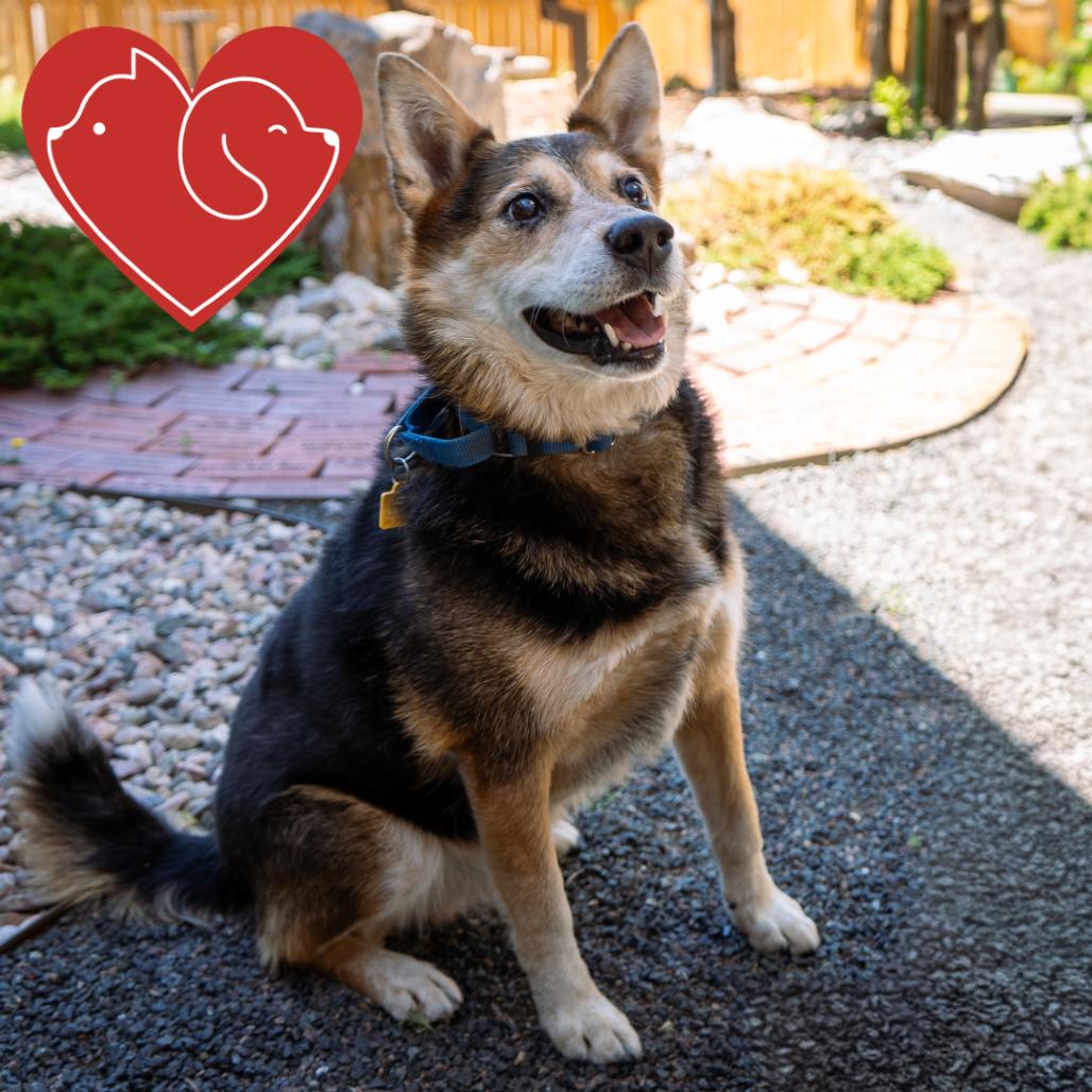 Tebow, a Adoptable mixed breed in Cheyenne, WY image 4/6