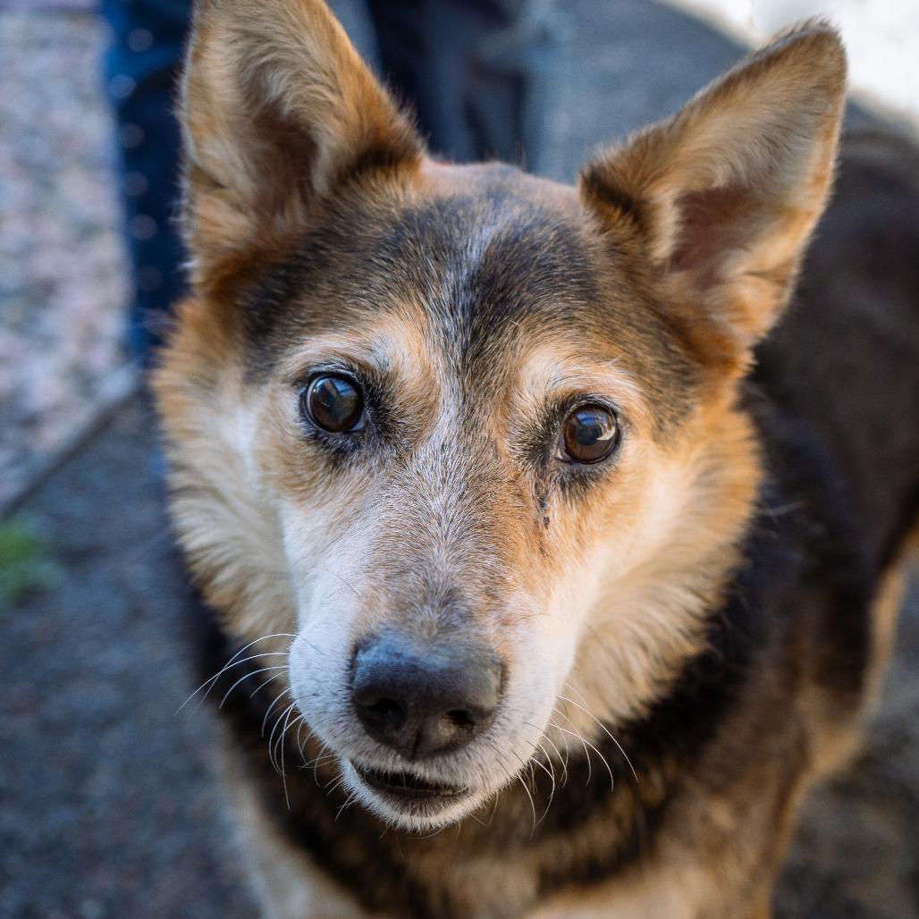 Tebow, a Adoptable mixed breed in Cheyenne, WY image 5/6