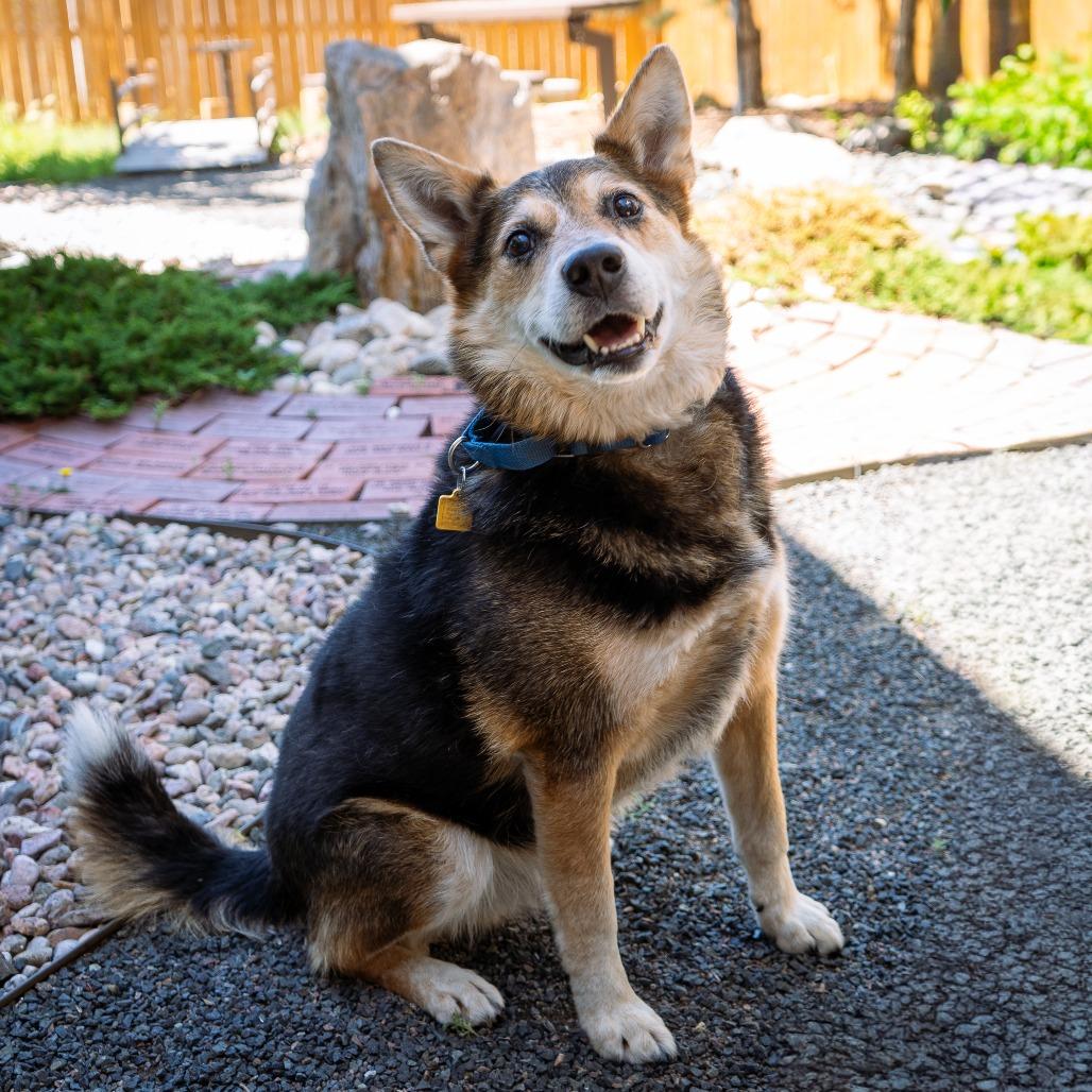Tebow, a Adoptable mixed breed in Cheyenne, WY image 6/6