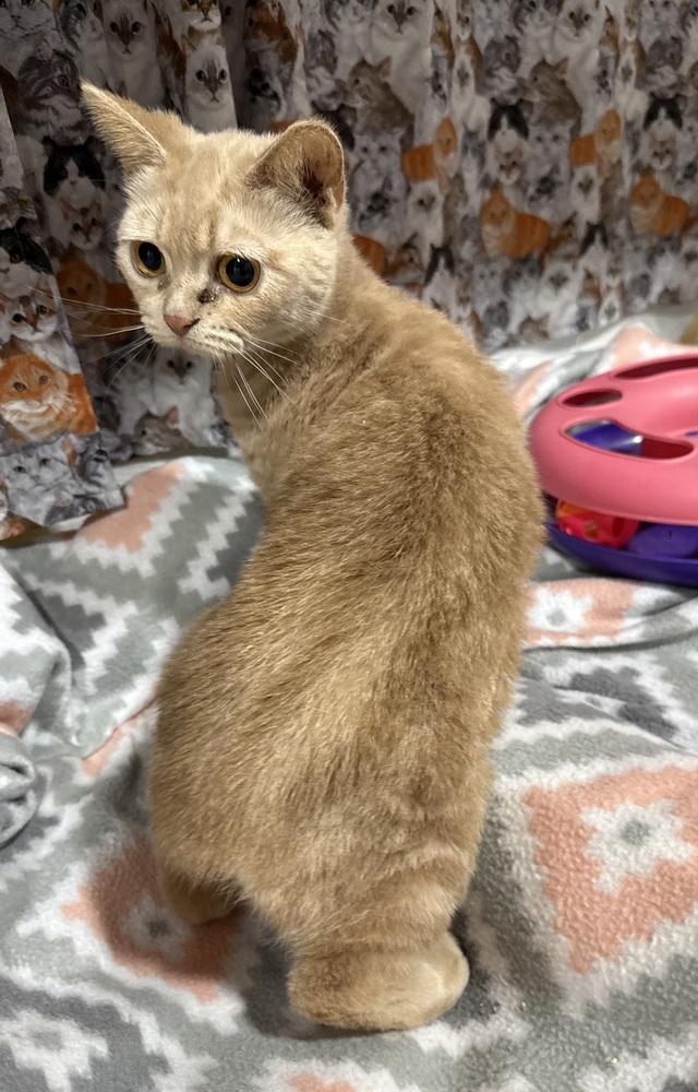 Mira, Adoptable, Adult Female Manx.