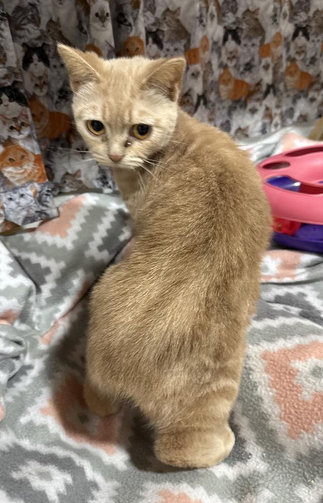 Mira, a Adoptable Manx in Jackson, GA image 2/6
