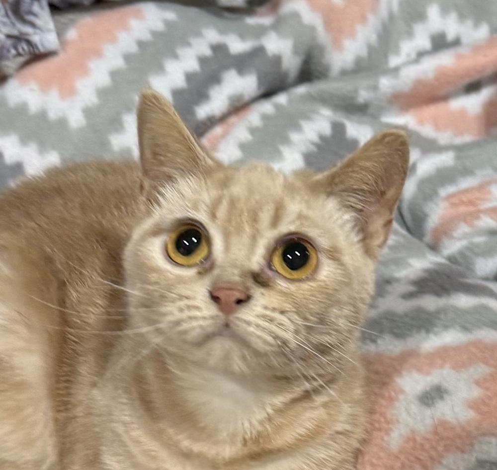 Mira, a Adoptable Manx in Jackson, GA image 3/6