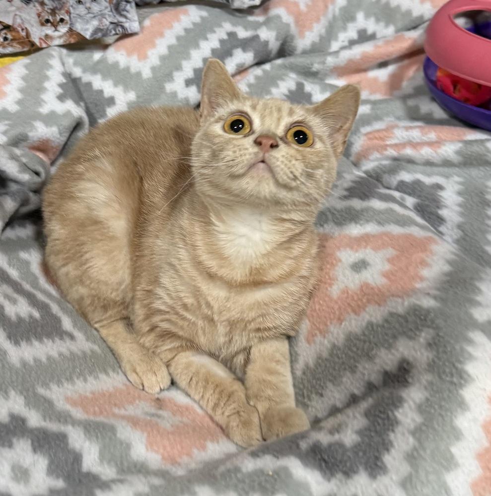 Mira, a Adoptable Manx in Jackson, GA image 4/6