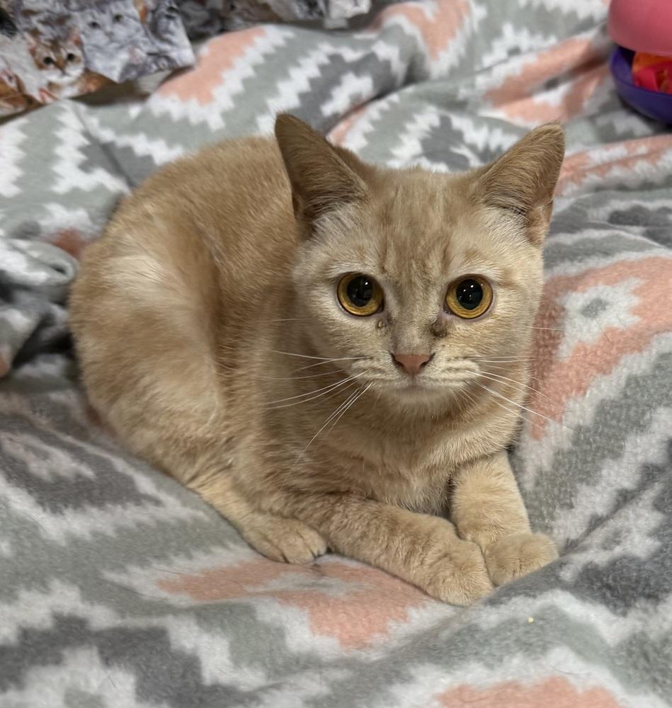 Mira, a Adoptable Manx in Jackson, GA image 5/6