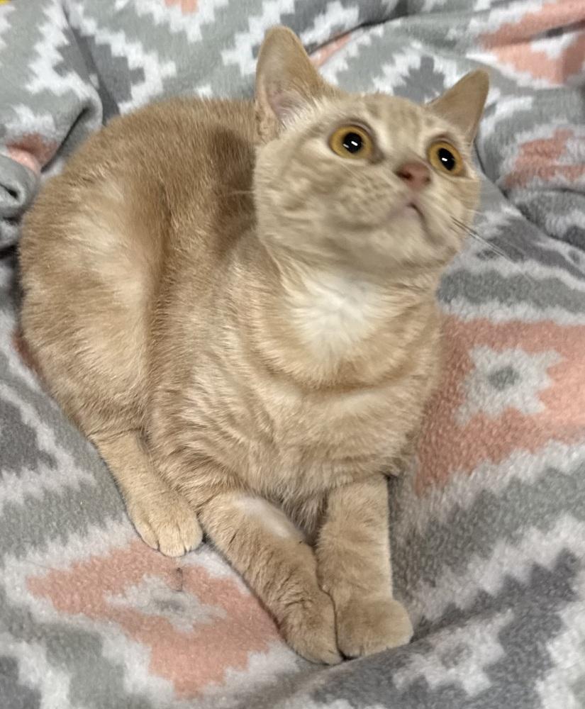 Mira, a Adoptable Manx in Jackson, GA image 6/6