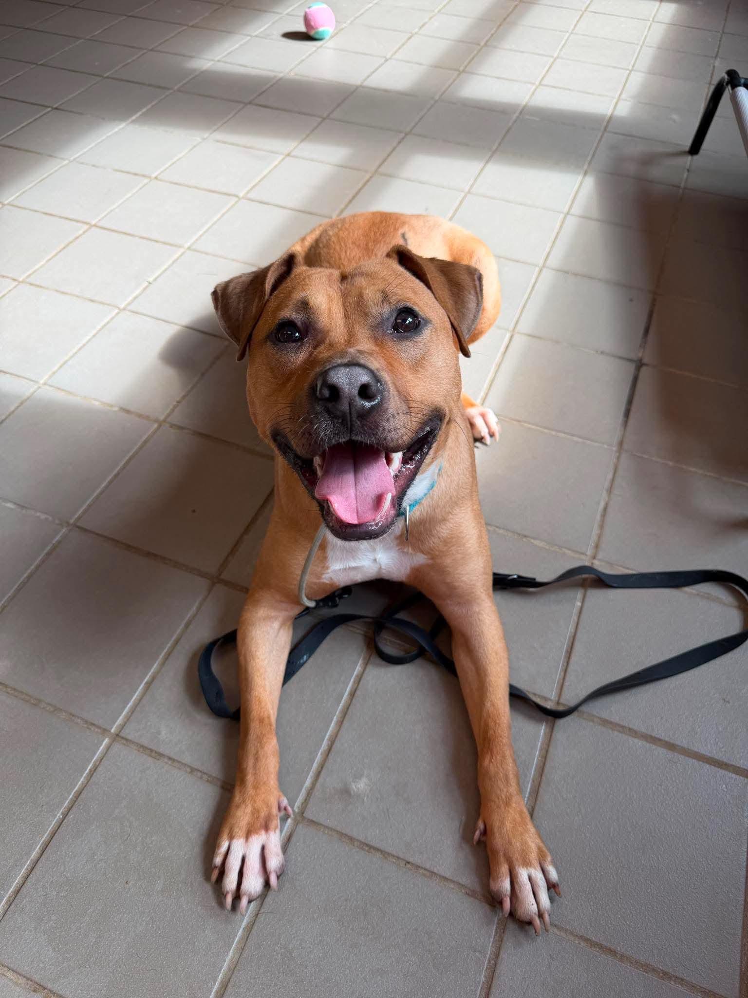 Bodhi (Foster or Adopter needed!), Adoptable, Young Male Pit Bull Terrier.