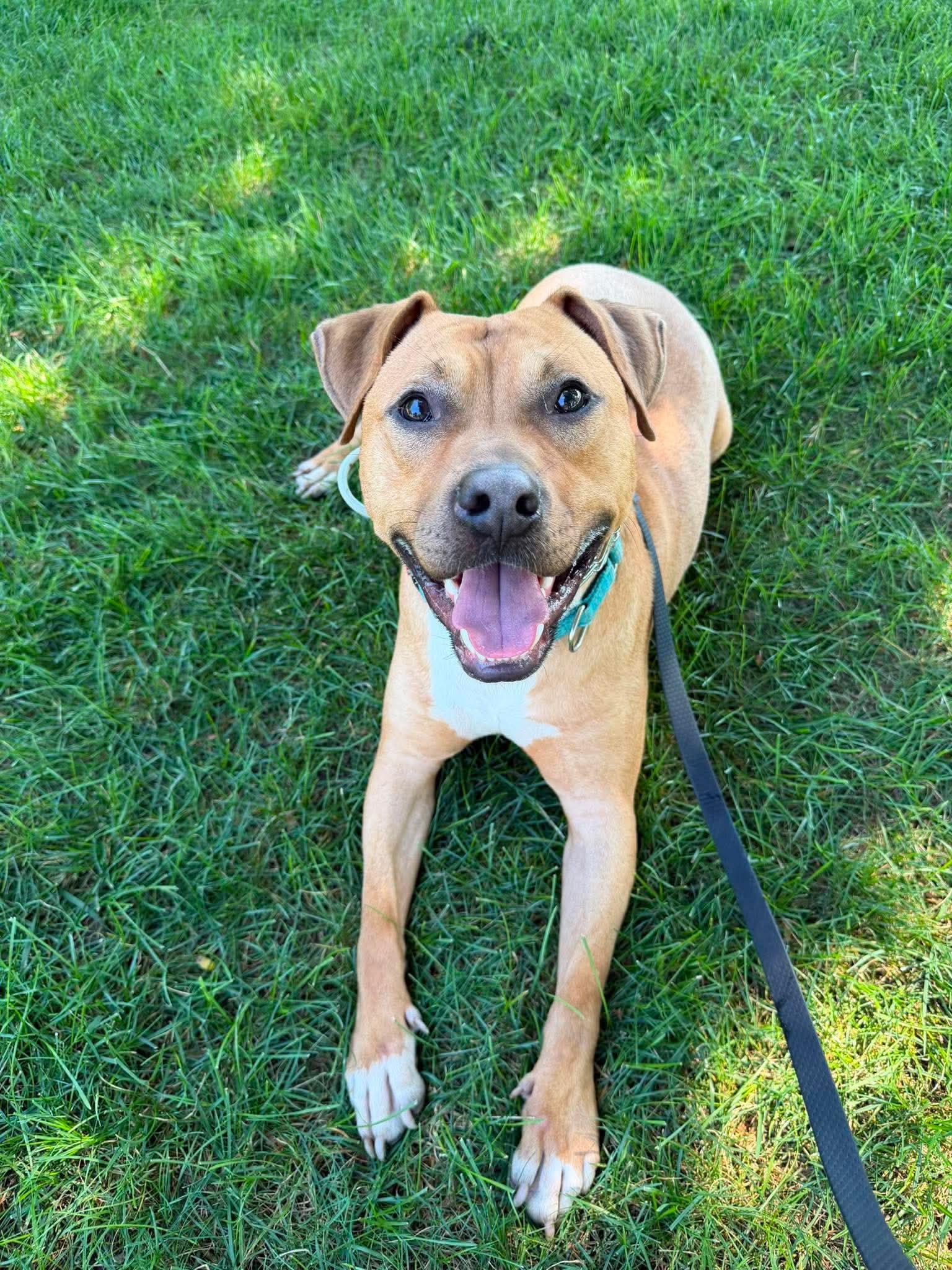 Enlarge Bodhi (Foster or Adopter needed!), a Adoptable Pit Bull Terrier in Westwood, NJ image 2/3